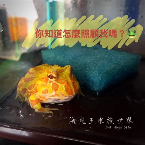 養角蛙招財|海龍王水族世界